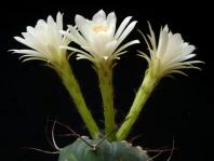 Thumbnail of 1840.2_Matucana madisoniorum albiflora_20150721_02(1).JPG